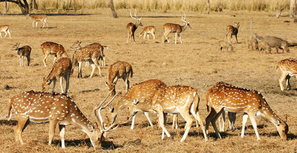 Sariska Wildlife Santuary