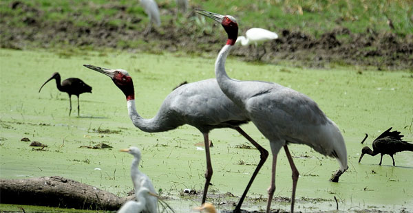 Keoladeo Ghana National Park