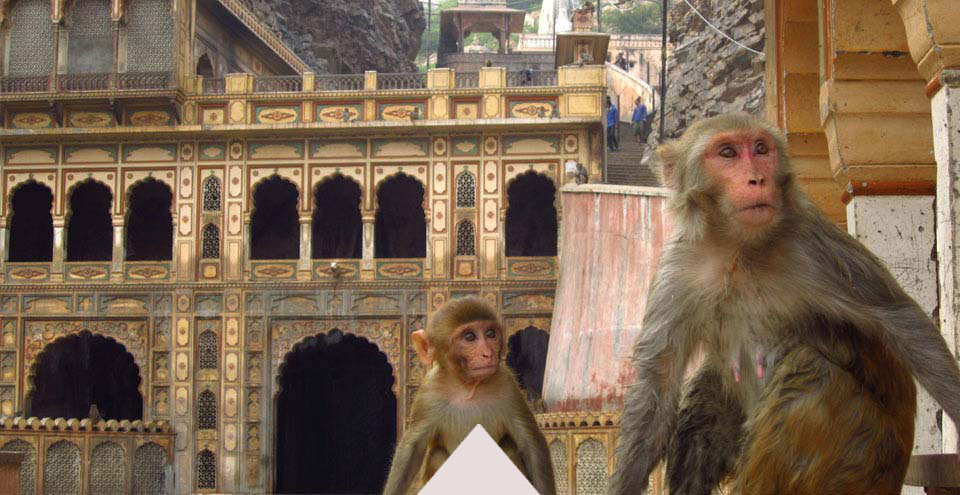 Monkey Temple