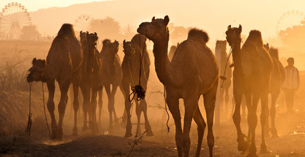 Pushkar Camel Fair