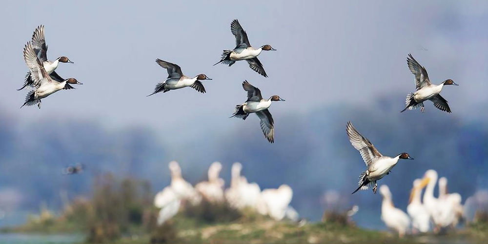 Bird Safari