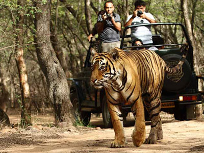 Ranthambore